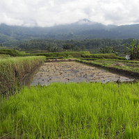 Photo de Bali - Jatiluwih